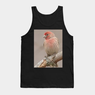 Beautiful House Finch in winter time Tank Top